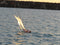 T59 Gaff Topsail Sloop Kit by Tippecanoe Boats