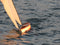T59 Gaff Topsail Sloop Kit by Tippecanoe Boats