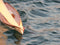 T59 Gaff Topsail Sloop Kit by Tippecanoe Boats