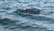 Stormy 45 Electric