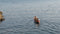 RC Boat: Stormy 45 Steam or Electric