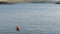 RC Boat: Stormy 45 Steam or Electric