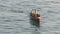 RC Boat: Stormy 45 Steam or Electric