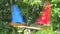 WIndRacer Sailboat Garden Art in motion